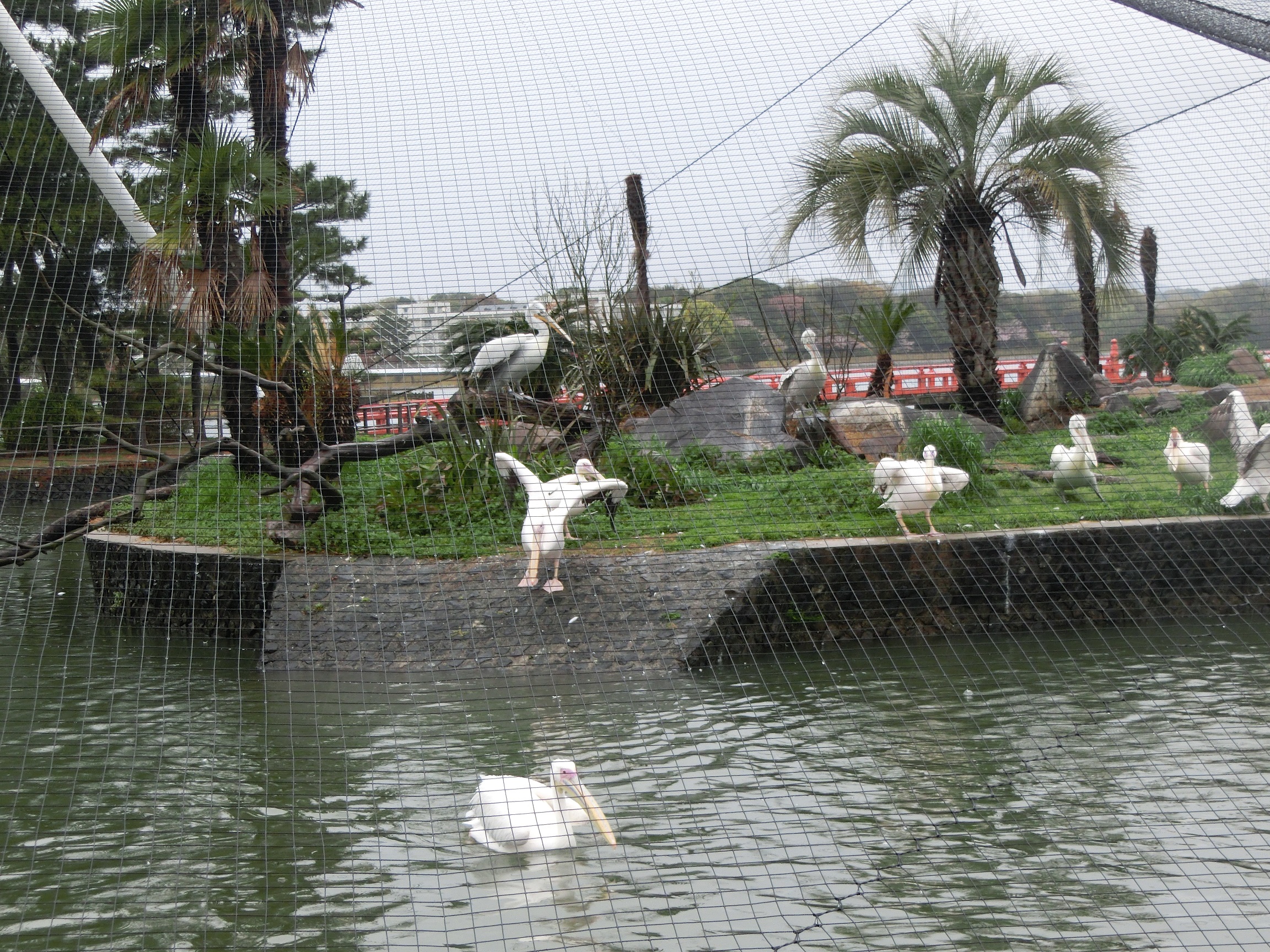 ４月１０日 ペリカンのエサやり 飼育員ブログ ときわ動物園 ときわ公園 山口県宇部市