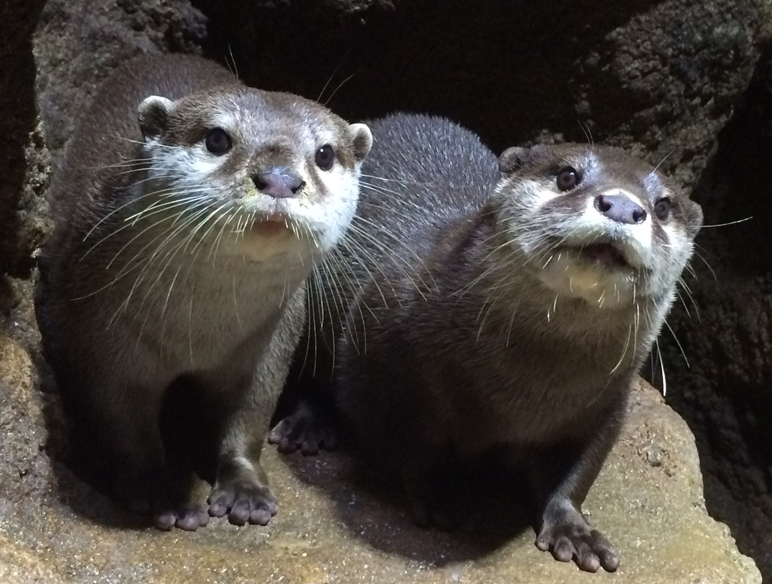 ７月４日 コツメカワウソに大接近 飼育員ブログ ときわ動物園 ときわ公園 山口県宇部市