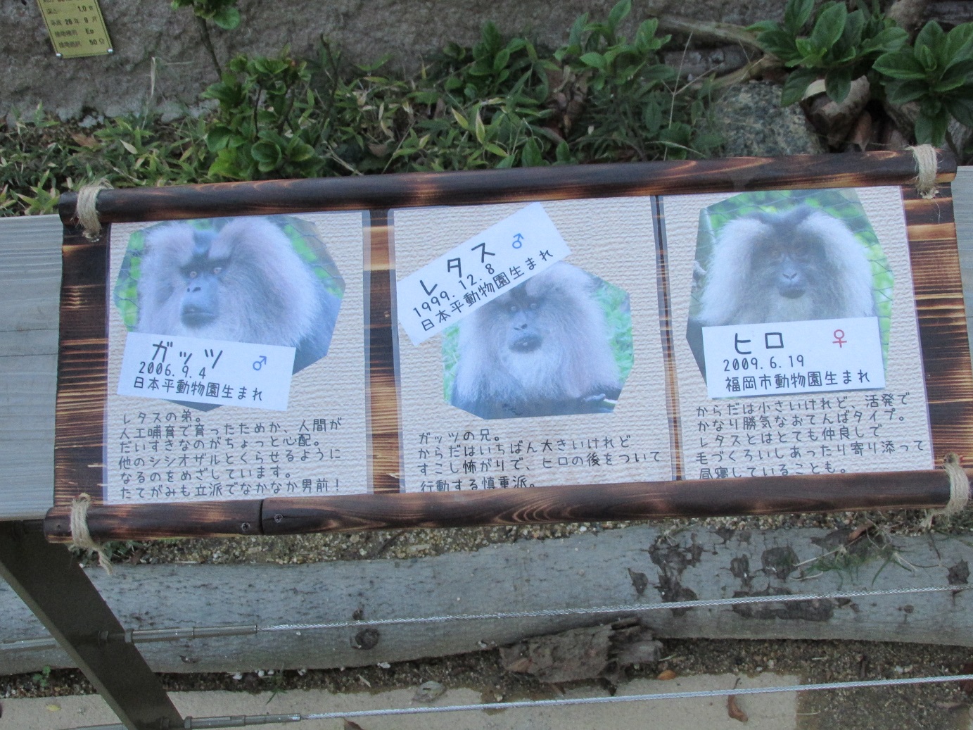 １１月２４日 かんばん 飼育員ブログ ときわ動物園 ときわ公園 山口県宇部市