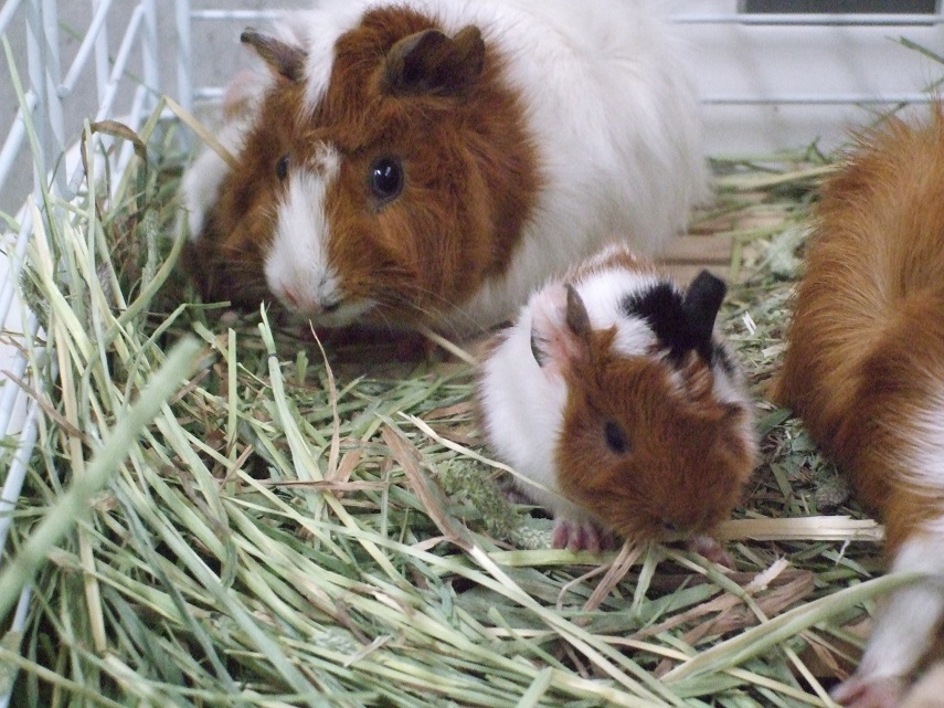 2月16日 癒し系 ２ 飼育員ブログ ときわ動物園 ときわ公園 山口県宇部市