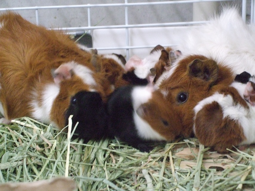 2月16日 癒し系 ２ 飼育員ブログ ときわ動物園 ときわ公園 山口県宇部市