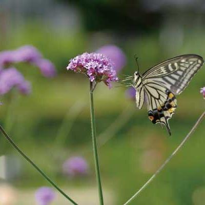 昆虫観察会~見つけよう!ときわ公園の昆虫~