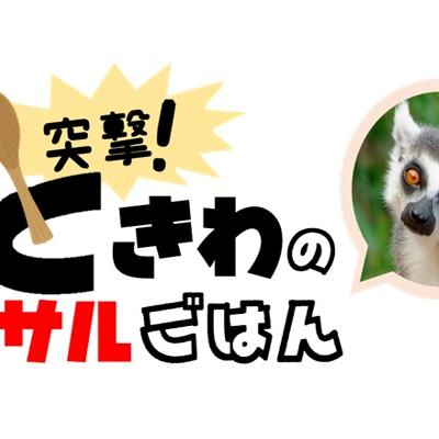 突撃!ときわのサルごはん 第2回ワオキツネザルのひんやりごはん