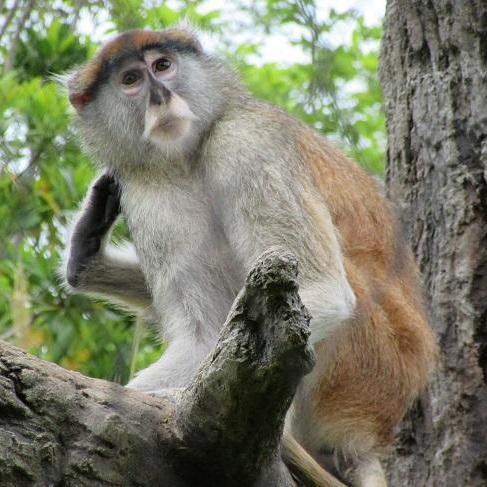 山口大学・動物園・植物館連携企画「地球の歴史と動物の進化」