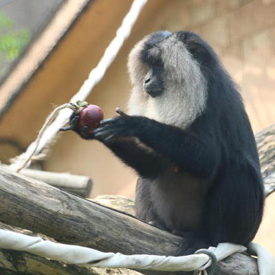 GW特別イベント~動物たちにトロピカルフルーツをあげよう!~