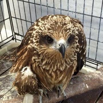 傷病鳥獣保護とは!?~もし傷ついた野生動物に出会ったら?~