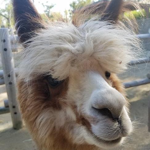 アルパカの餌やり体験