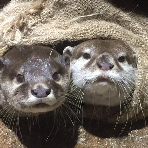 カワウソの日特別ガイド