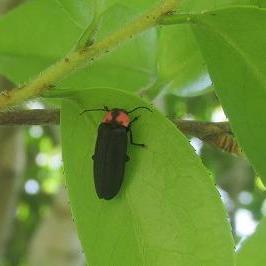 ときわ公園のホタル観察会