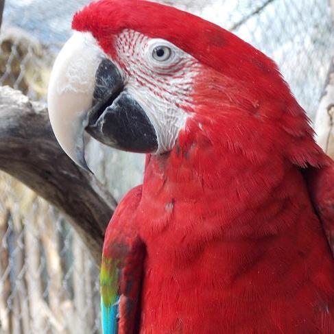 オウム・インコDAY