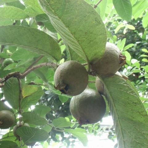 熱帯植物観察会と熱帯果実抽選会