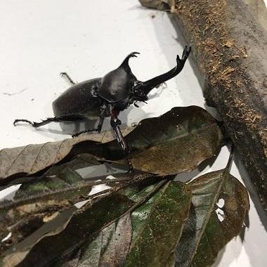夏休みだよ!昆虫展inときわ公園