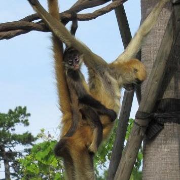 ジェフロイクモザル モミジのおたんじょう会!