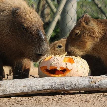 動物たちにカボチャをプレゼント!