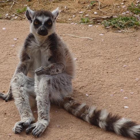 世界キツネザルフェスティバル2018inときわ動物園