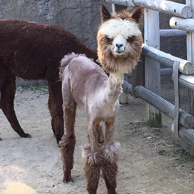 アルパカ ソニアのおたんじょう会