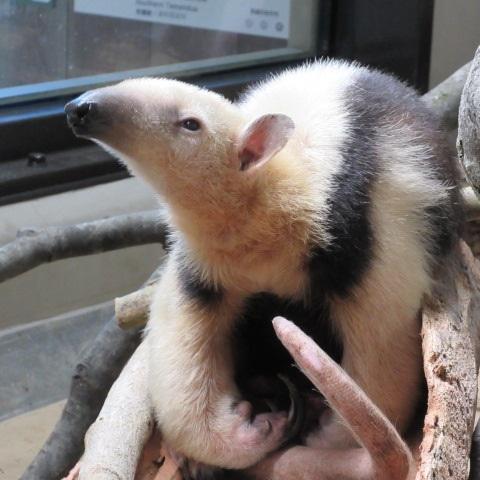 節分の日イベント~動物たちに豆や恵方巻のプレゼント~