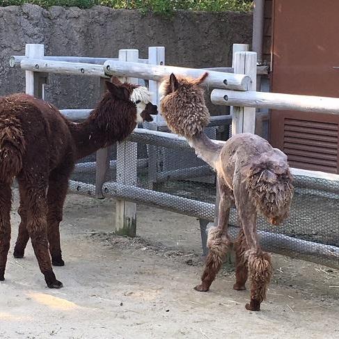 アルパカの餌やり体験