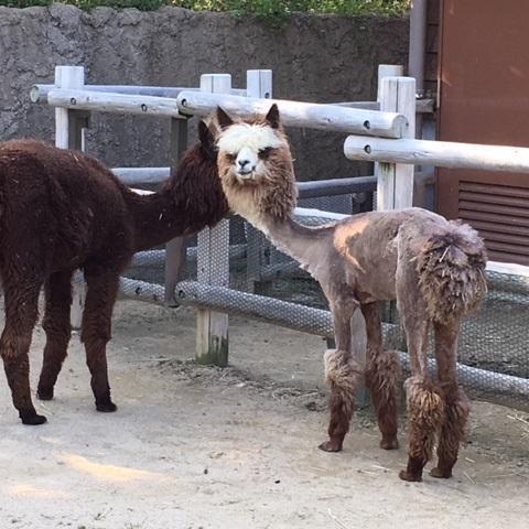 アルパカの餌やり体験
