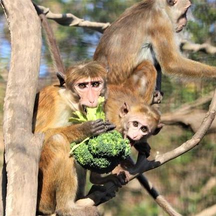 動物とお野菜~おいしくたのしく~