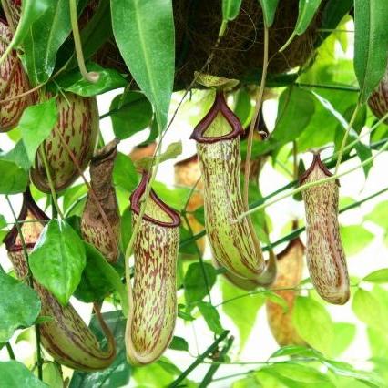 植物の不思議 ~植物も動いています~