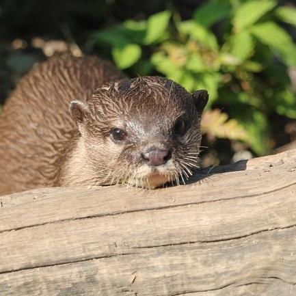 世界カワウソの日特別イベント