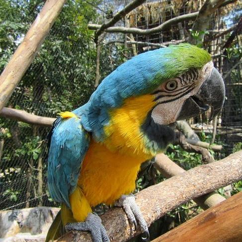 インコの森を広げよう!