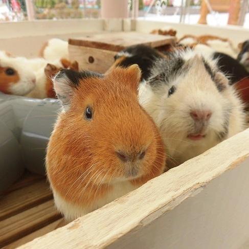 サマーフェスタ!ふれあい動物園