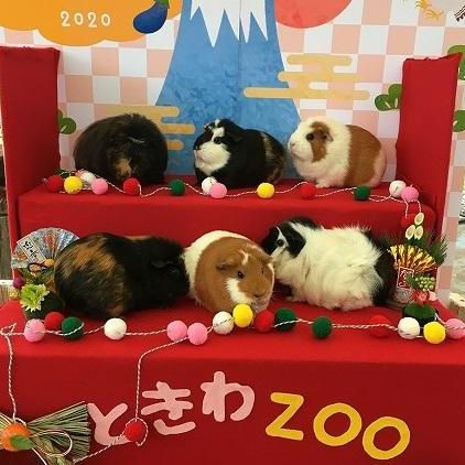 ひなまつりモルモット撮影会!