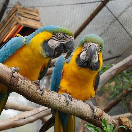 オウムインコデー特別イベント