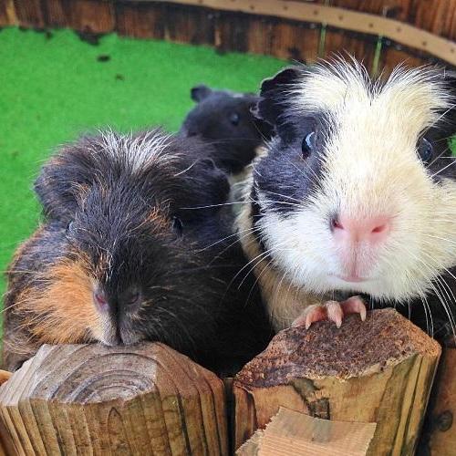 早朝屋外ふれあい動物&MINERVA UBEの選手がやってくる!
