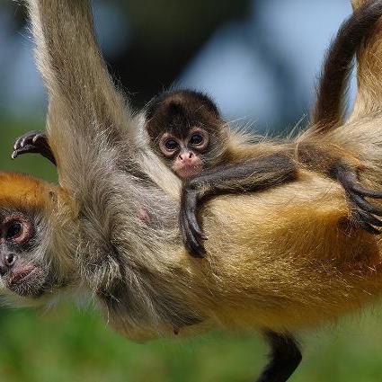 ときわ動物園、宇部市内郵便局コラボ企画 2020年生まれの動物の赤ちゃんに年賀状を送ろう!