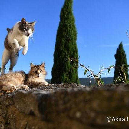 動物写真家 内山 晟 写真展~プロヴァンスの猫~