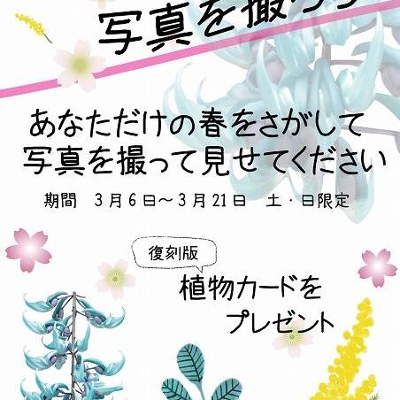 復刻版植物カードがもらえる!土・日限定企画「春をさがして写真を撮ろう」