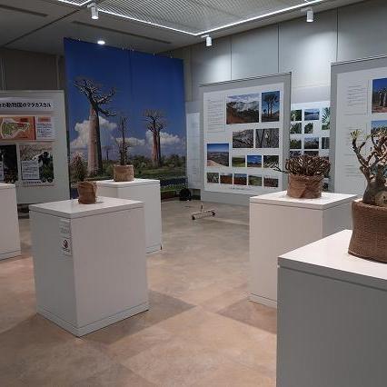 企画展「マダガスカルの不思議展~ビザールプランツの島~」植物の展示も始まりました!