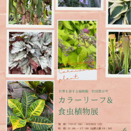 カラーリーフ&食虫植物展