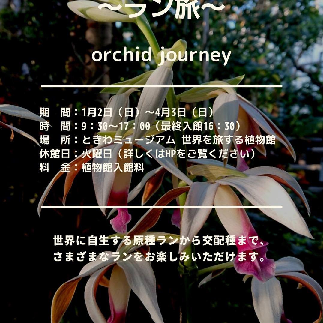 ラン展 ~ラン旅~ orchid journey