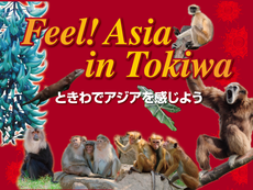 Feel！Asia in Tokiwa～ときわでアジアを感じよう～