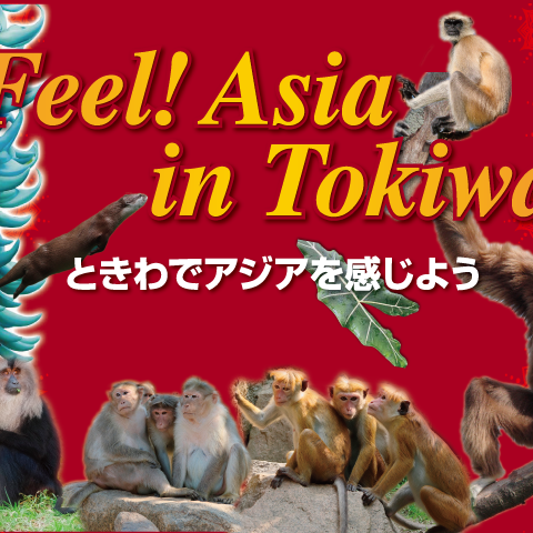 Feel!Asia in Tokiwa~ときわでアジアを感じよう~