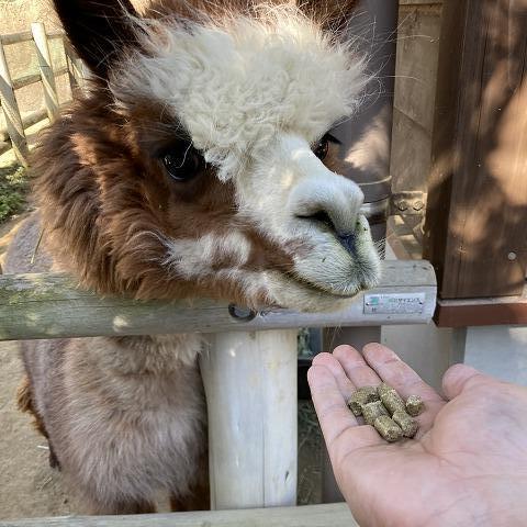 アルパカのえさやり体験