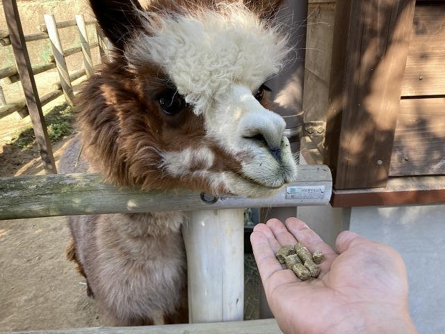 アルパカのえさやり体験