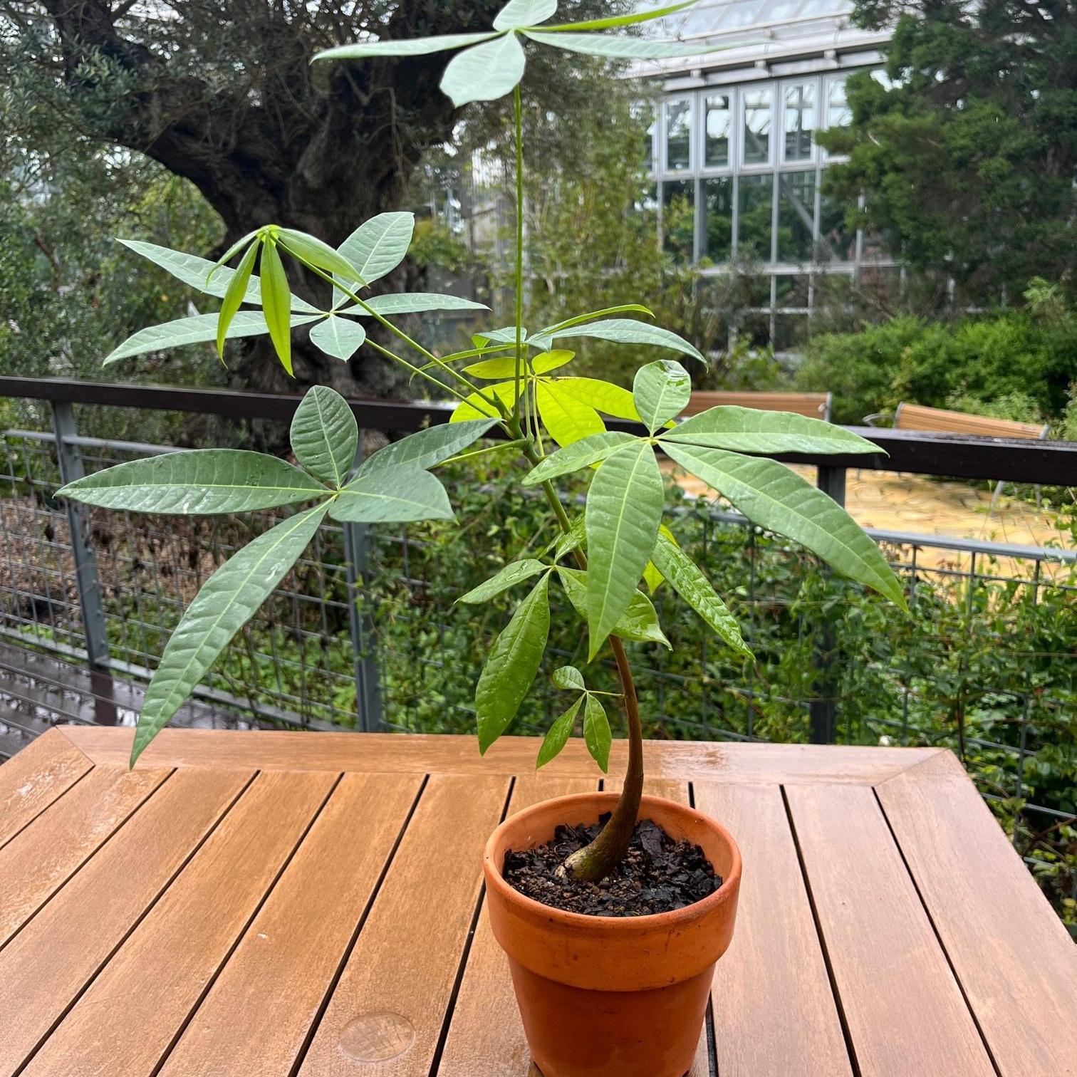 パキラ(熱帯植物)の植替え講習会