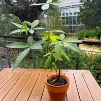 パキラ（熱帯植物）の植替え講習会