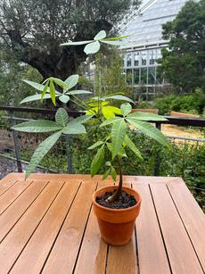 パキラ（熱帯植物）の植替え講習会