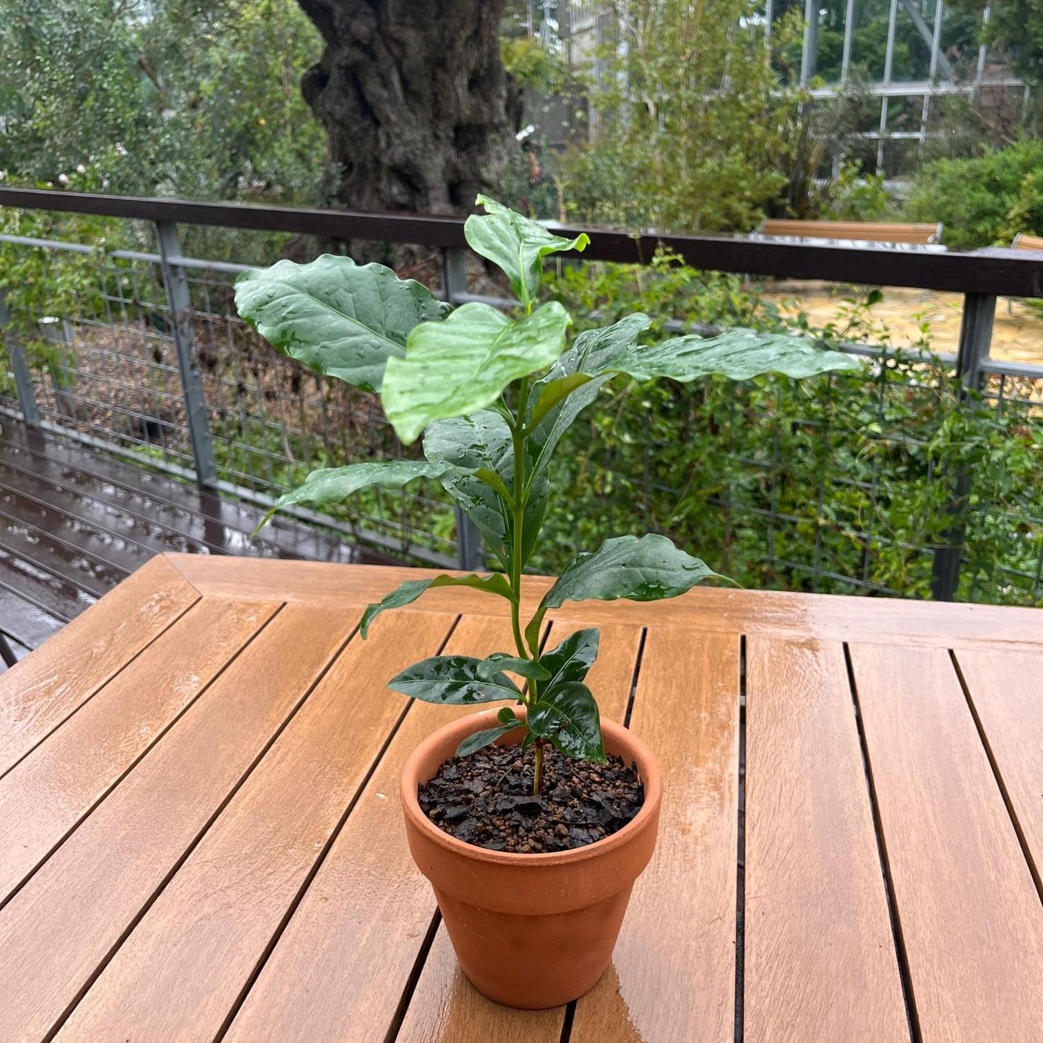 コーヒーノキ(熱帯植物)の植替え講習会