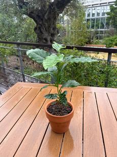 コーヒーノキ（熱帯植物）の植替え講習会