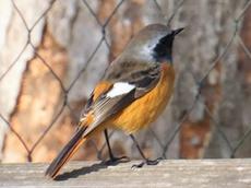 【12/9】ときわ公園の野鳥観察会