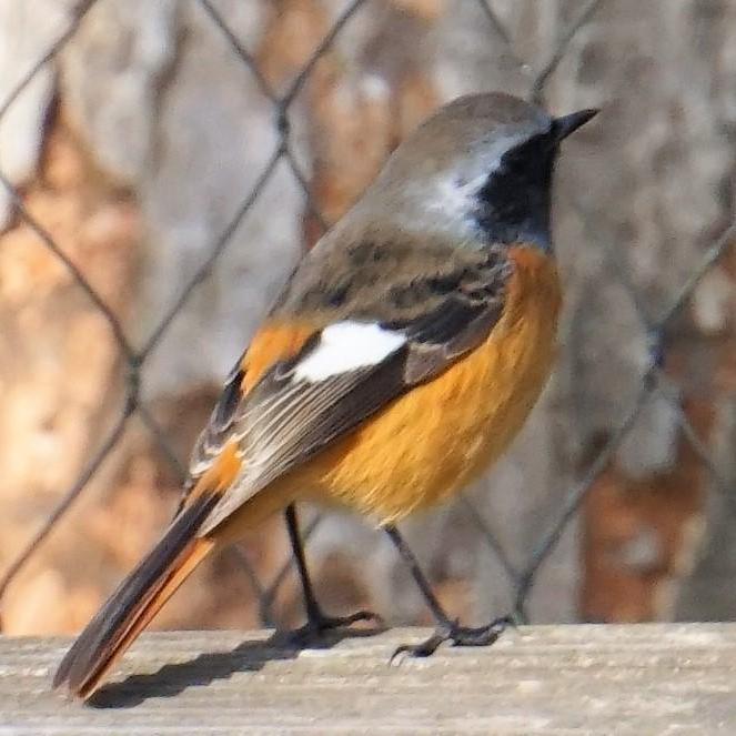 【12/9】ときわ公園の野鳥観察会