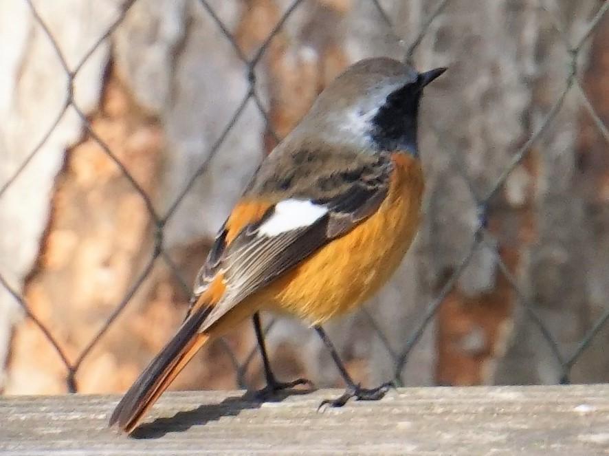 【12/9】ときわ公園の野鳥観察会