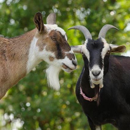 おはよう！動物ガイド（飼育の日特別ver.）【4/21】